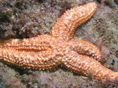 A starfish